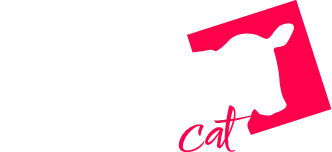 Angus Cat